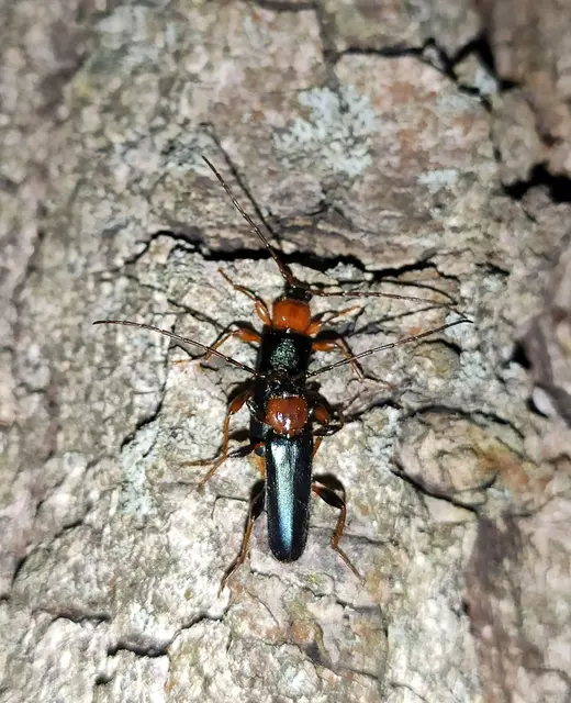 Phymatodes testaceus - változékony korongcincér