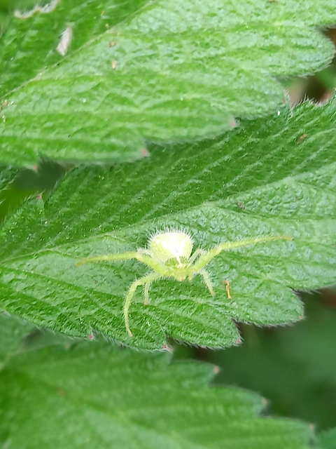 Heriaeus graminicola/hirtus