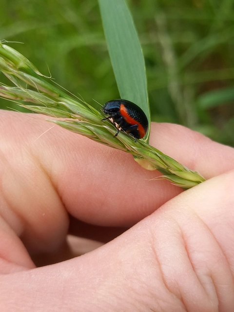 Chrysolina rossia - trapézhátú szegélyeslevelész