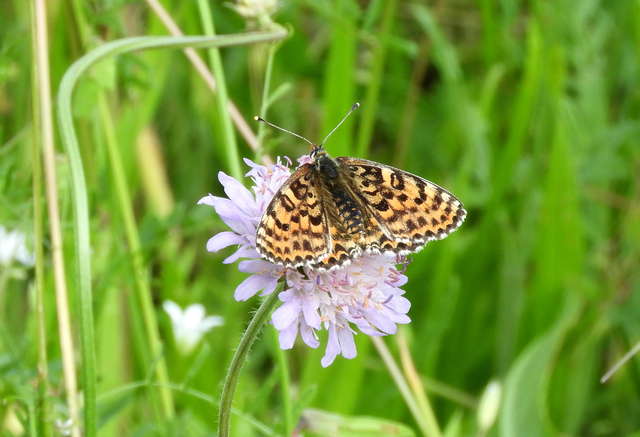 Melitaea didyma - tüzes tarkalepke
