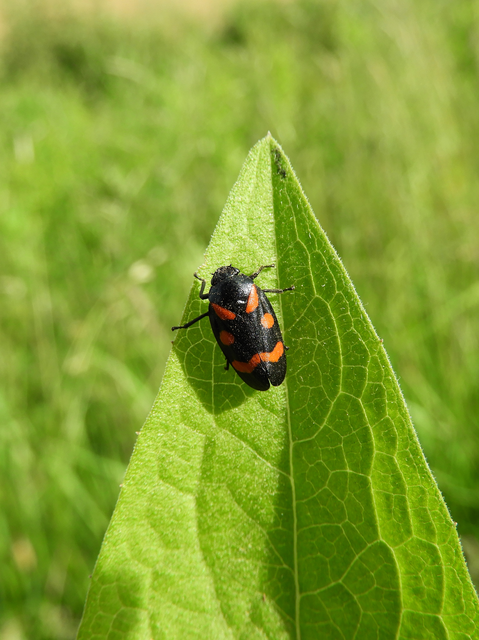 Cercopis arcuata/sanguinolenta