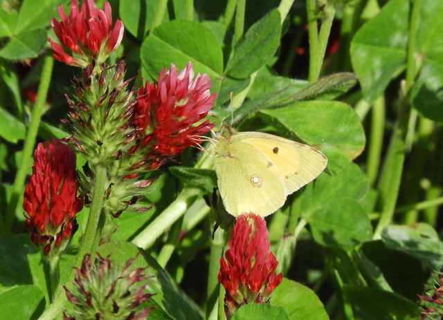 Colias croceus - sáfránylepke