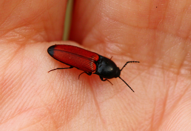 Ampedus