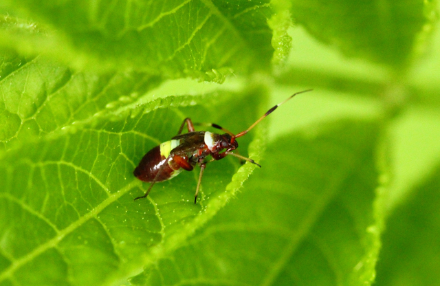 Closterotomus
