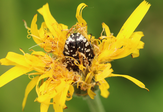 Oxythyrea funesta - sokpettyes virágbogár
