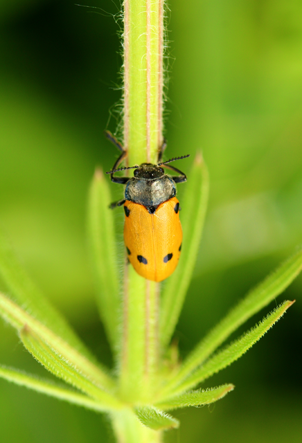 Lachnaia sexpunctata - szőrösnyakú zsákhordóbogár