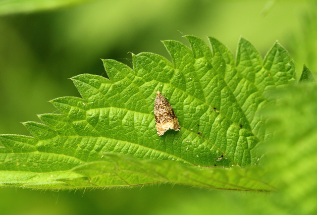 Celypha lacunana - vízparti tükrösmoly