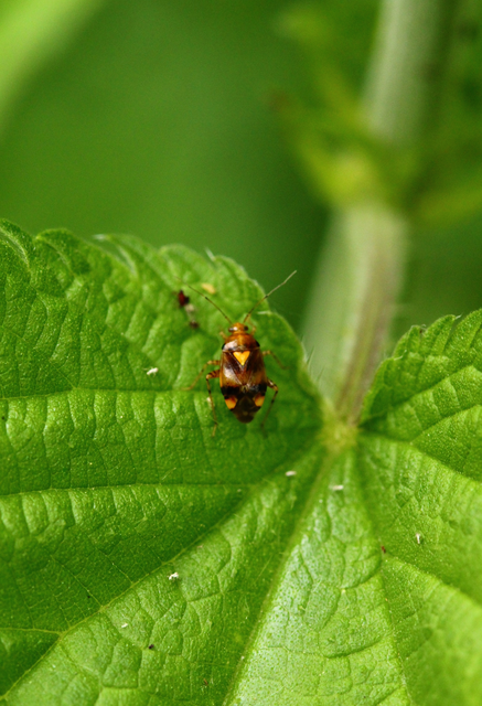 Liocoris tripustulatus - hárompettyes mezeipoloska