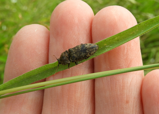 Agrypnus murinus - egérszínű pikkelyespattanó