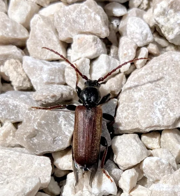 Tetropium castaneum - romboló fenyőcincér