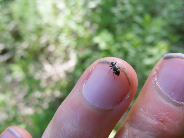Polydrusus picus - pikkelyfoltos lombormányos