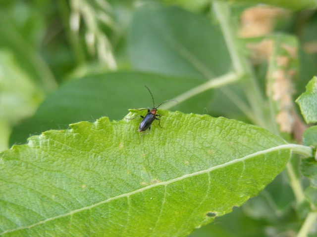 Dinoptera collaris - vörösnyakú virágcincér