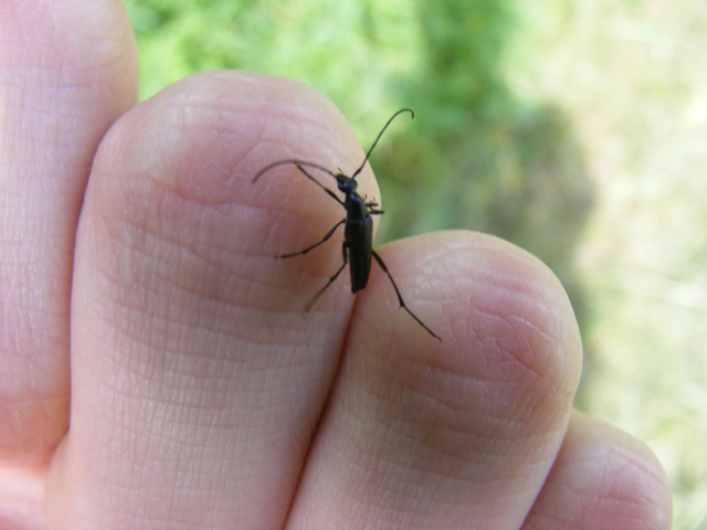 Stenurella nigra - fekete karcsúcincér