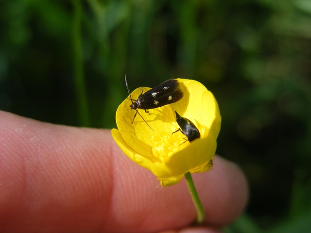 Parascythris muelleri - kétpettyes zöldmoly