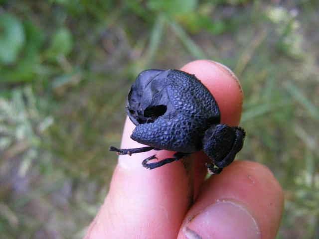 Meloe cicatricosus - óriásnünüke