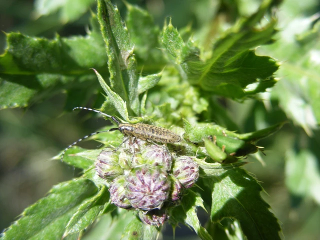 Agapanthia villosoviridescens - fehérgyűrűs bogáncscincér