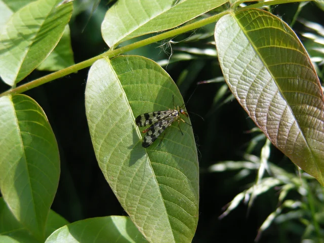 Panorpa vulgaris