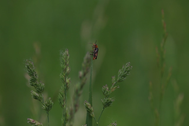 Cantharis rustica - suszterbogár