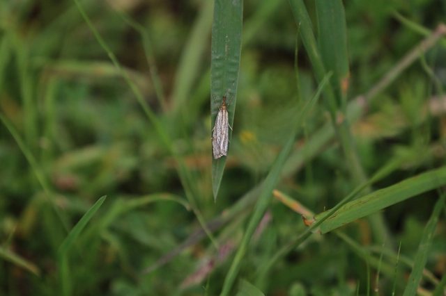 Thisanotia chrysonuchella - tavaszi fűgyökérmoly