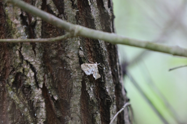 Parapoynx stratiotata - közönséges vízimoly