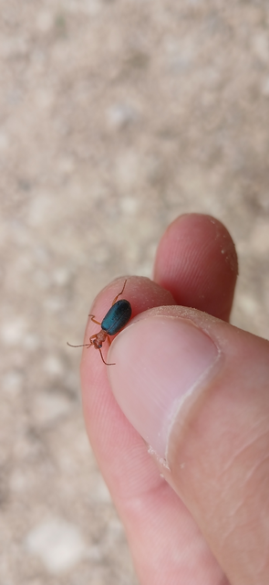 Brachinus explodens - kis pöfögőfutó