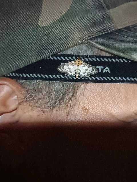 Anania hortulata - tarka csalánmoly