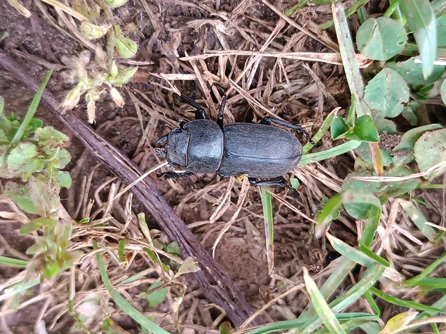 Dorcus parallelipipedus - kis szarvasbogár