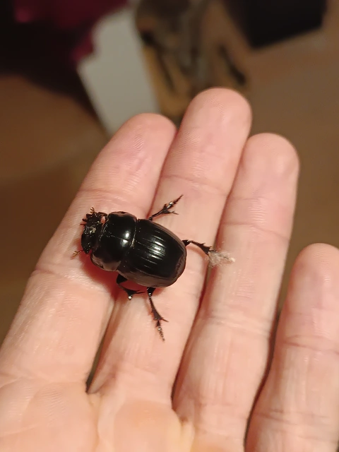 Copris lunaris - közönséges holdszarvú-ganéjtúró