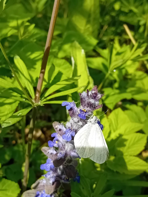 Leptidea sinapis - mustárlepke