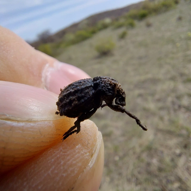 Brachycerus foveicollis - szögletes ragyásormányos