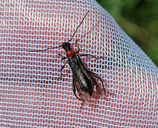 Callimoxys gracilis - frakkos cincér