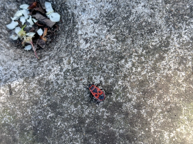 Pyrrhocoris apterus - verőköltő poloska