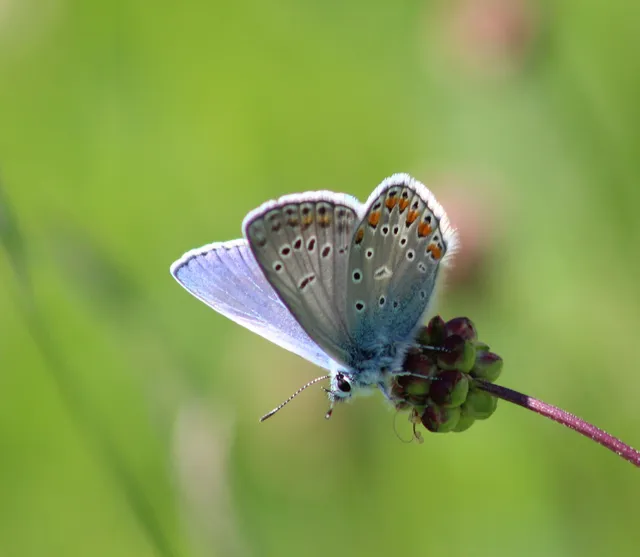 Polyommatus thersites - ibolyaszín boglárka