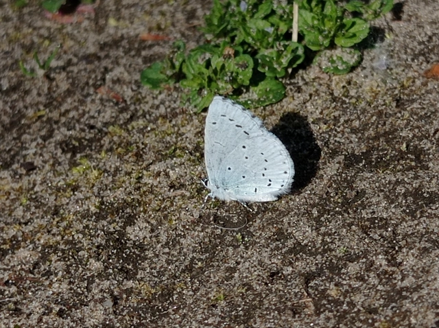 Celastrina argiolus - bengeboglárka