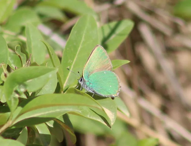 Callophrys rubi - zöldfonákú lepke