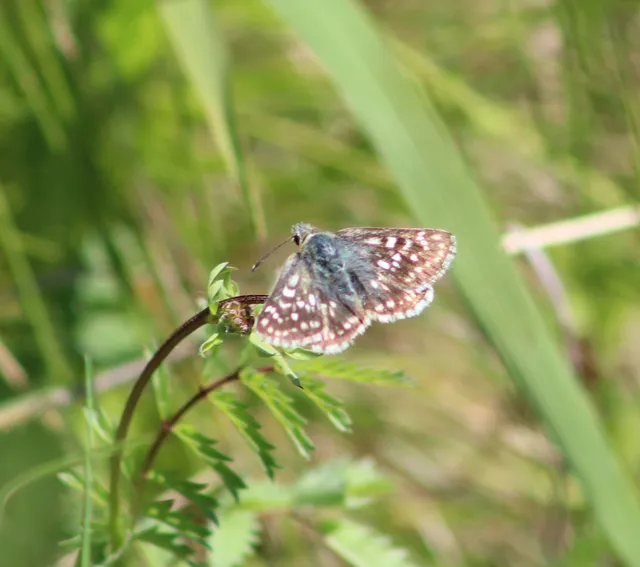 Spialia orbifer - törpe busalepke