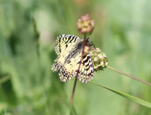 Zerynthia polyxena - farkasalmalepke