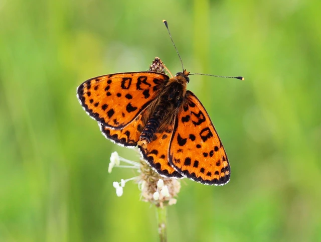 Melitaea didyma - tüzes tarkalepke