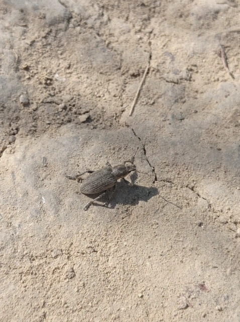 Tanymecus palliatus - közönséges hegyesfarúbarkó