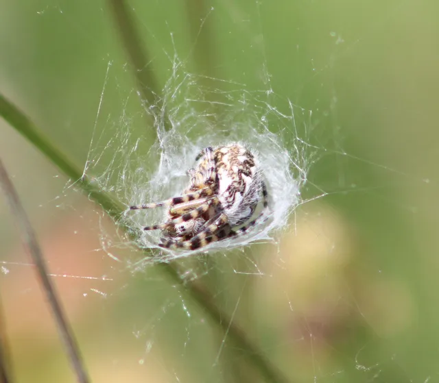 Aculepeira ceropegia - hegyi fehérsávos-keresztespók