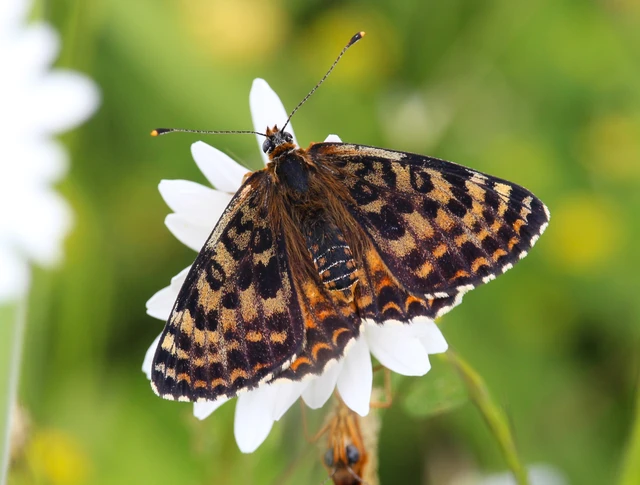 Melitaea didyma - tüzes tarkalepke