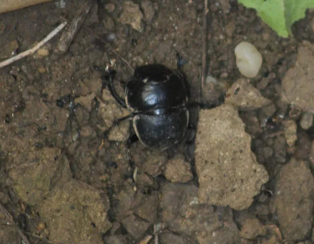 Lethrus apterus - nagyfejű csajkó