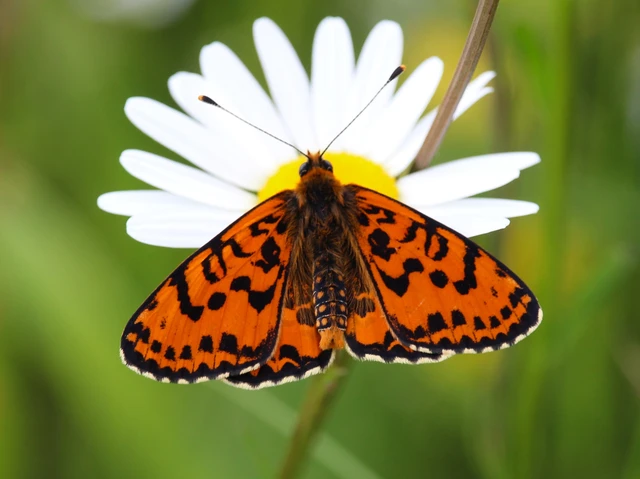Melitaea didyma - tüzes tarkalepke