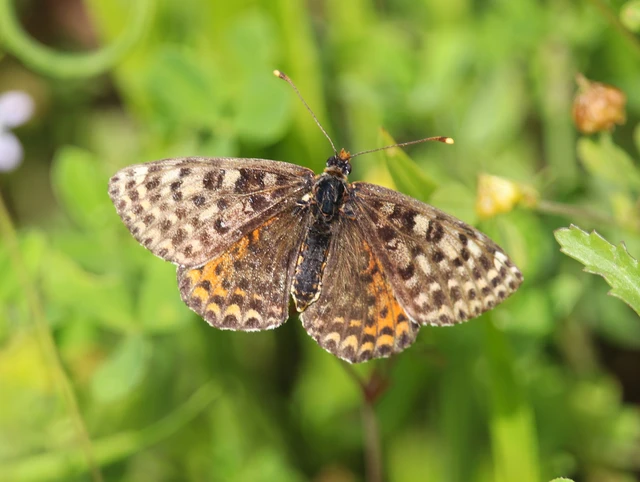 Melitaea didyma - tüzes tarkalepke