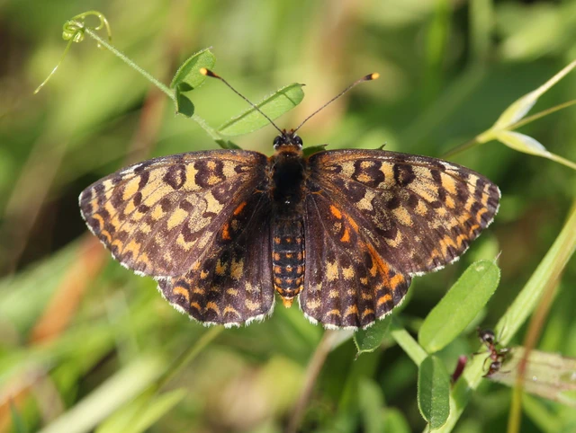 Melitaea didyma - tüzes tarkalepke