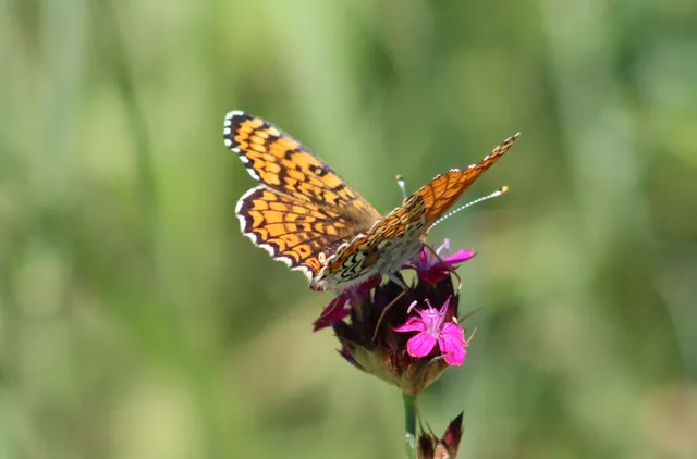 Melitaea cinxia - réti tarkalepke