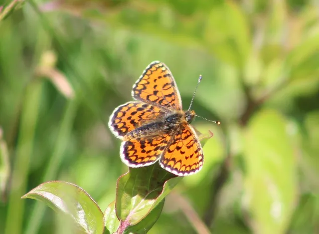 Melitaea trivia - kis tarkalepke