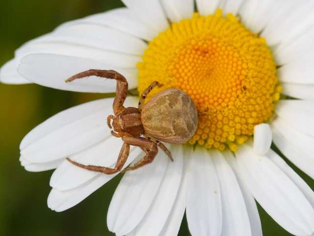 Xysticus