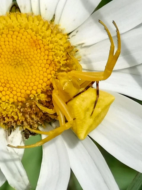 Thomisus onustus - fehér karolópók