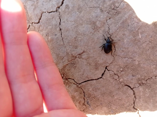 Otiorhynchus catenulatus - gyászos gyalogormányos